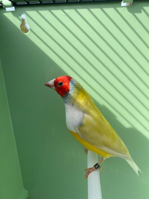 Diamant de Gould pastel 50 22300 Ploubezre