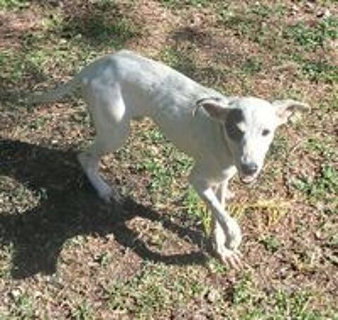   A ADOPTER PITCHOUNE SE TROUVE DANS UN REFUGE EN GUADELOUPE 
