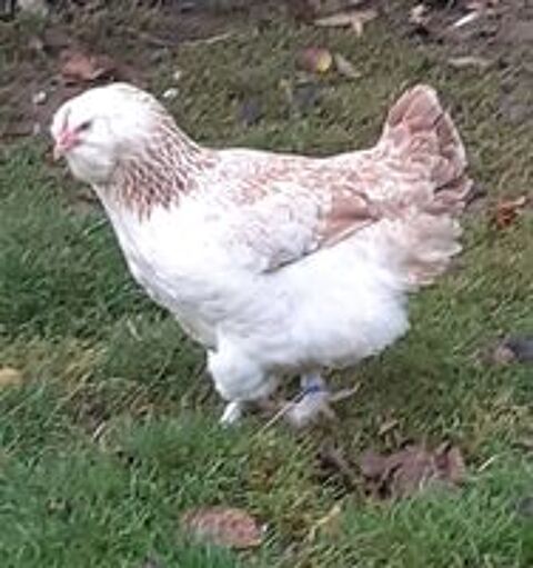    poules et coq  faverolles allemande pure race 