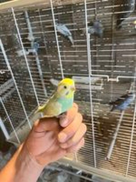   Perruche apprivoiser  