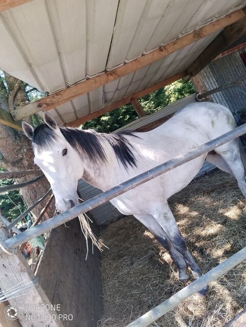 Pur sang galoper 4500 41130 Selles-sur-cher
