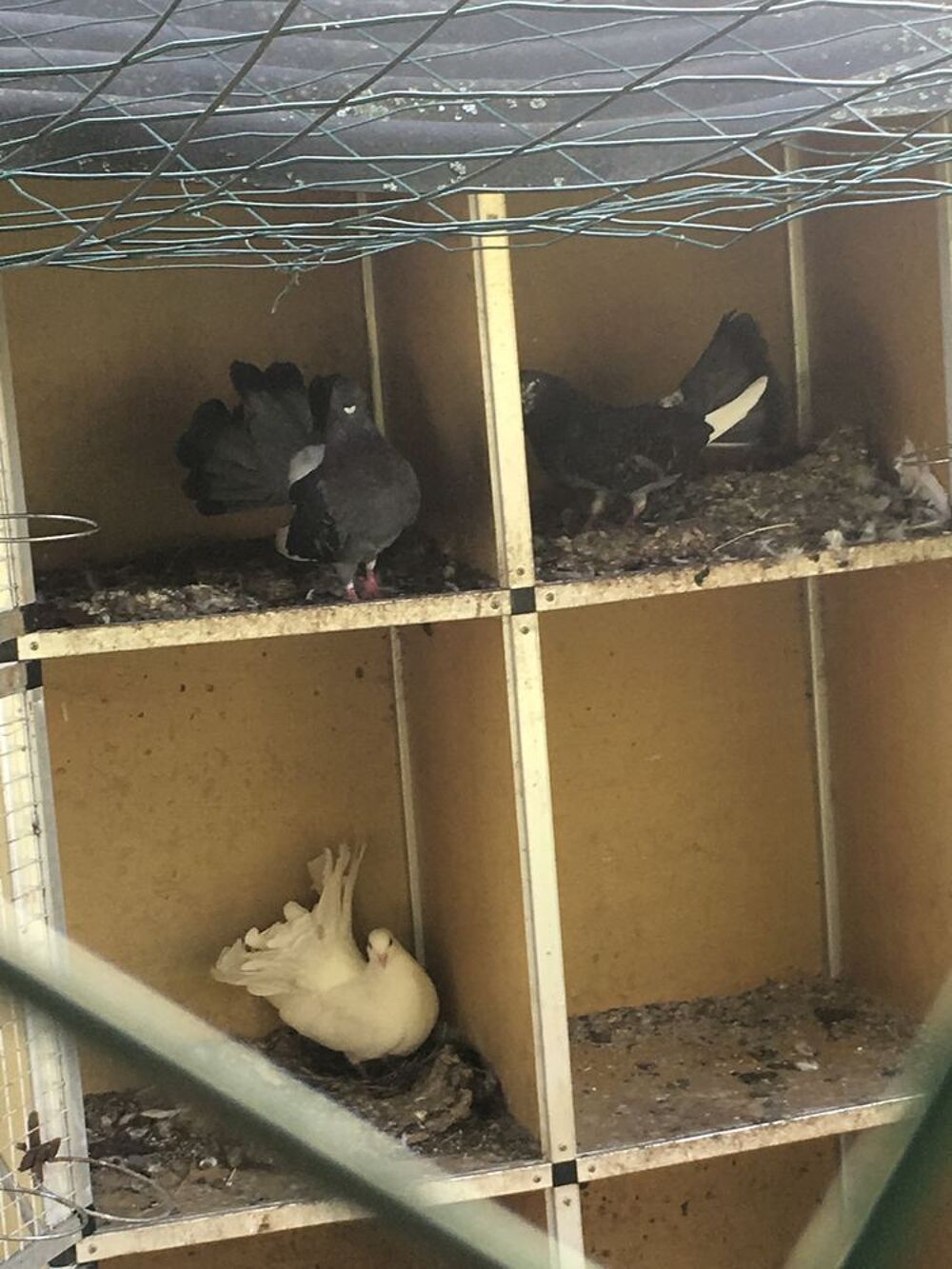   bonjour pigeons paon 