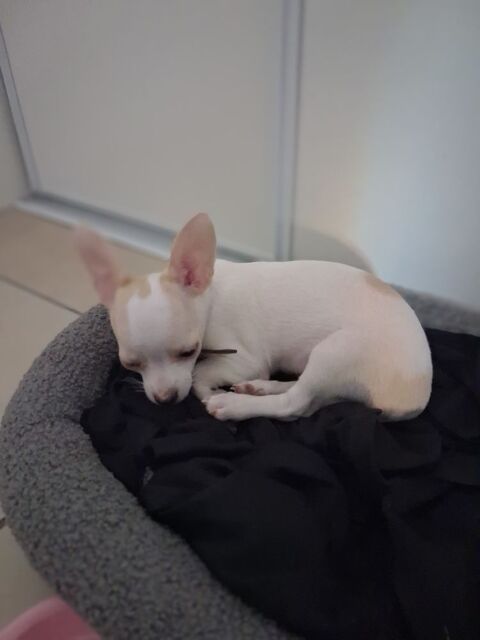 Chiot Chihuahua . 0 69530 Brignais
