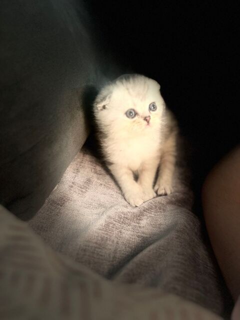 Magnifique chaton Scotisch fold et straight 0 72000 Le mans