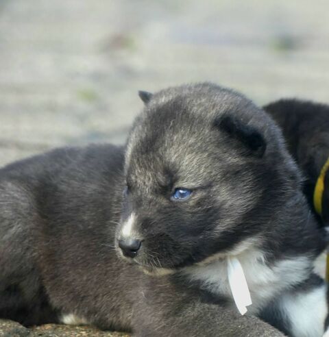 Chiots husky sib&eacute;rien  850 91650 Breuillet