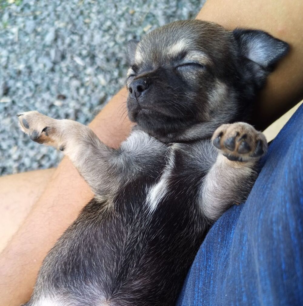   Femelle Chiot Chihuahua 
