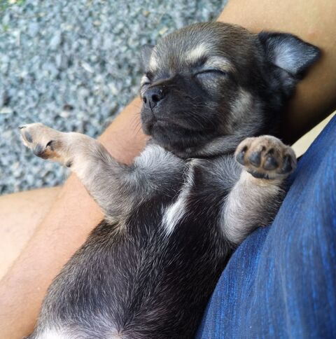 Femelle Chiot Chihuahua 700 44530 Sévérac