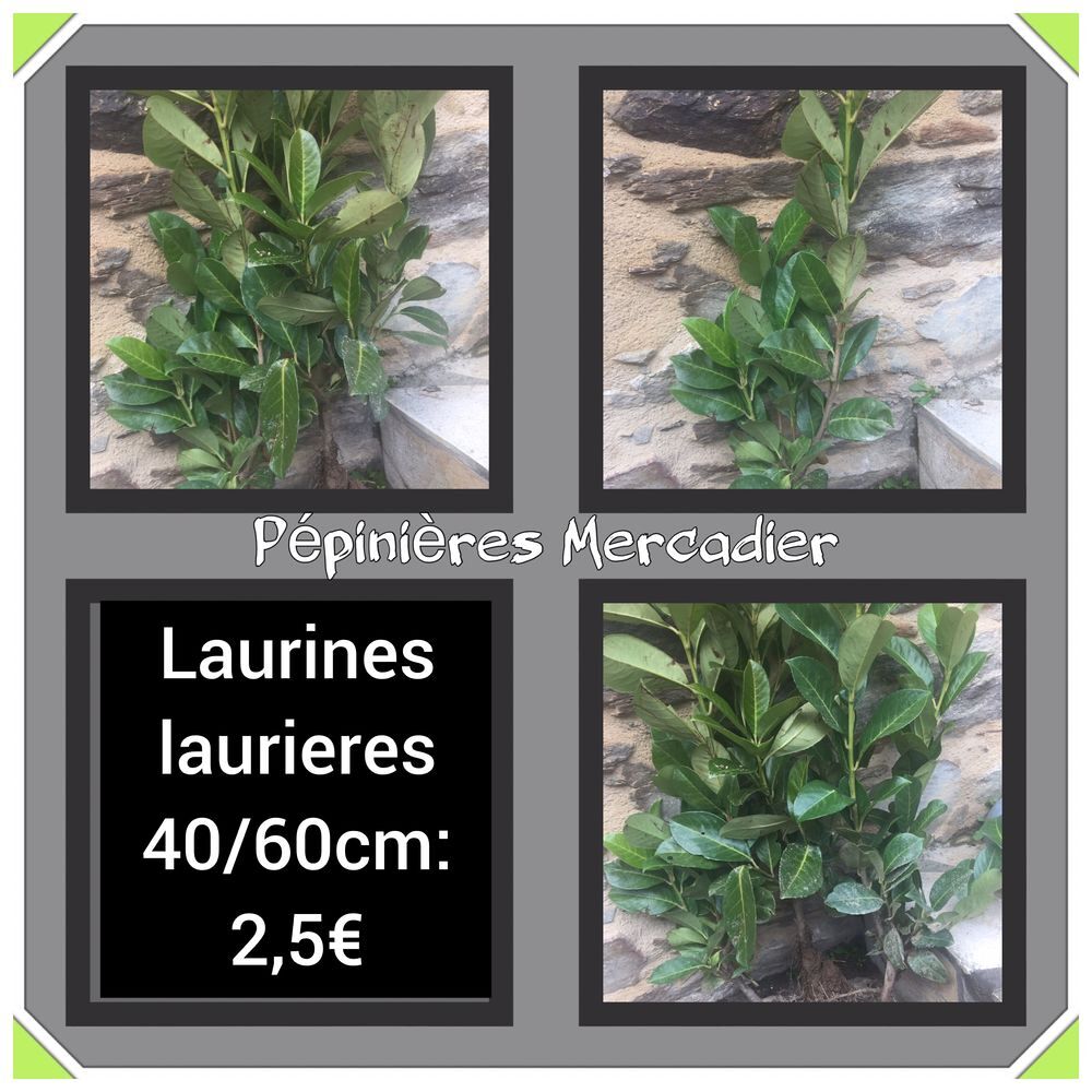 Laurier palme, laurines, laurieres : 40 &agrave; 60 cm Jardin