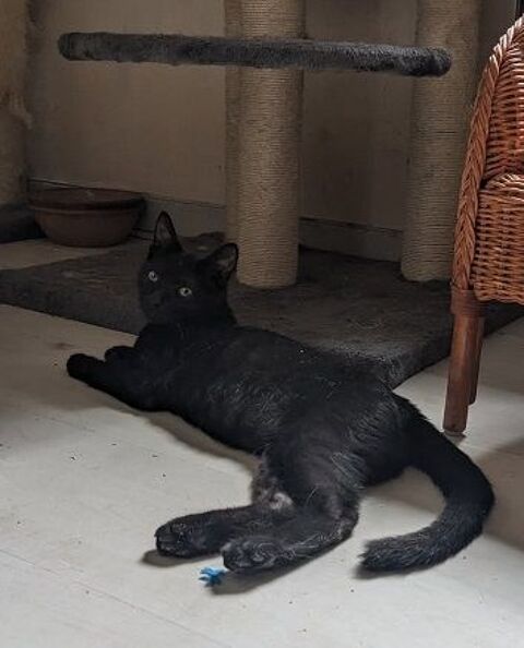 SABLE CHATON NOIR 10 MOIS 225 92260 Fontenay-aux-roses