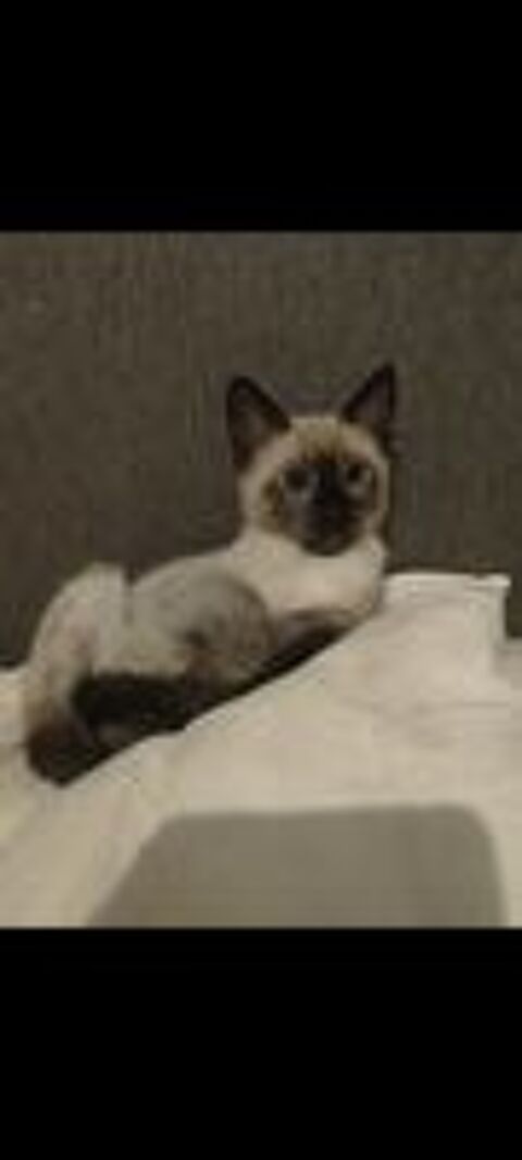   Chatons Siamois 