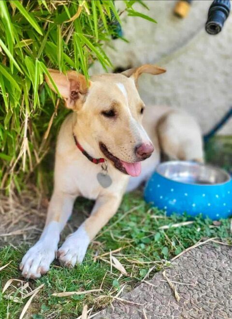 Gribouille, femelle croisée berger, née le 25/10/2024 &#128054; &#10024; 380 91000 vry