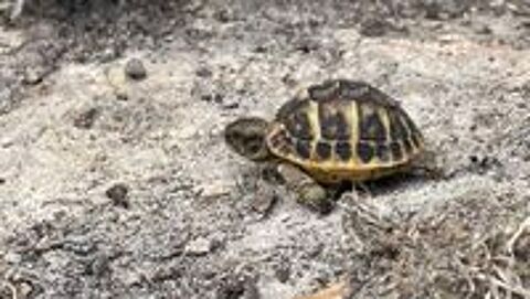   Tortue de terre  