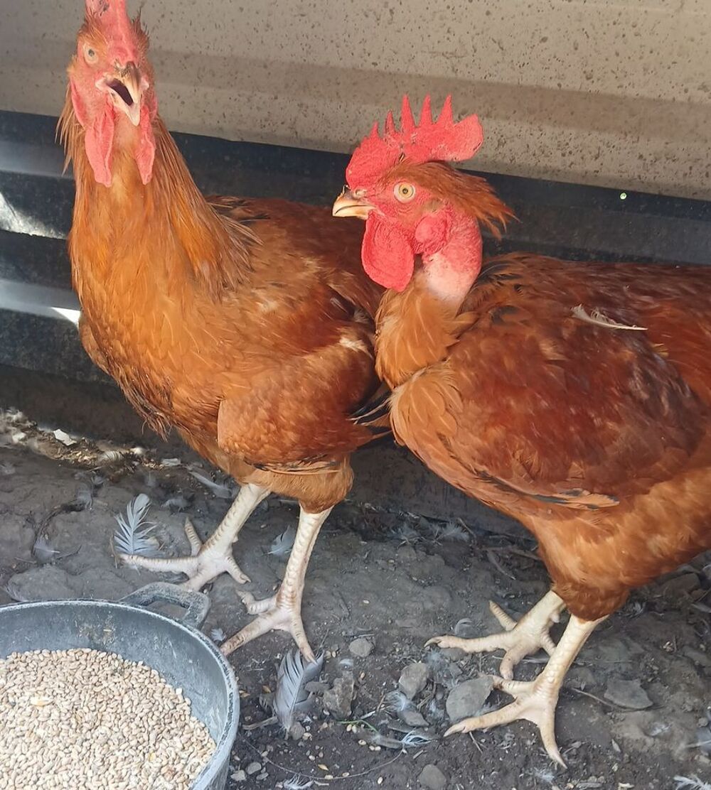   Poulet fermier  