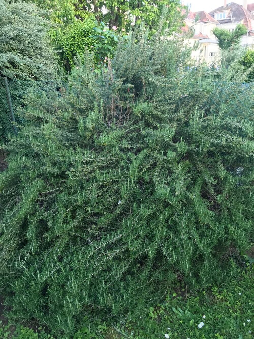 Romarin Jardin