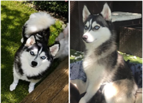   Magnifique Pomsky F3+ / Mini husky 