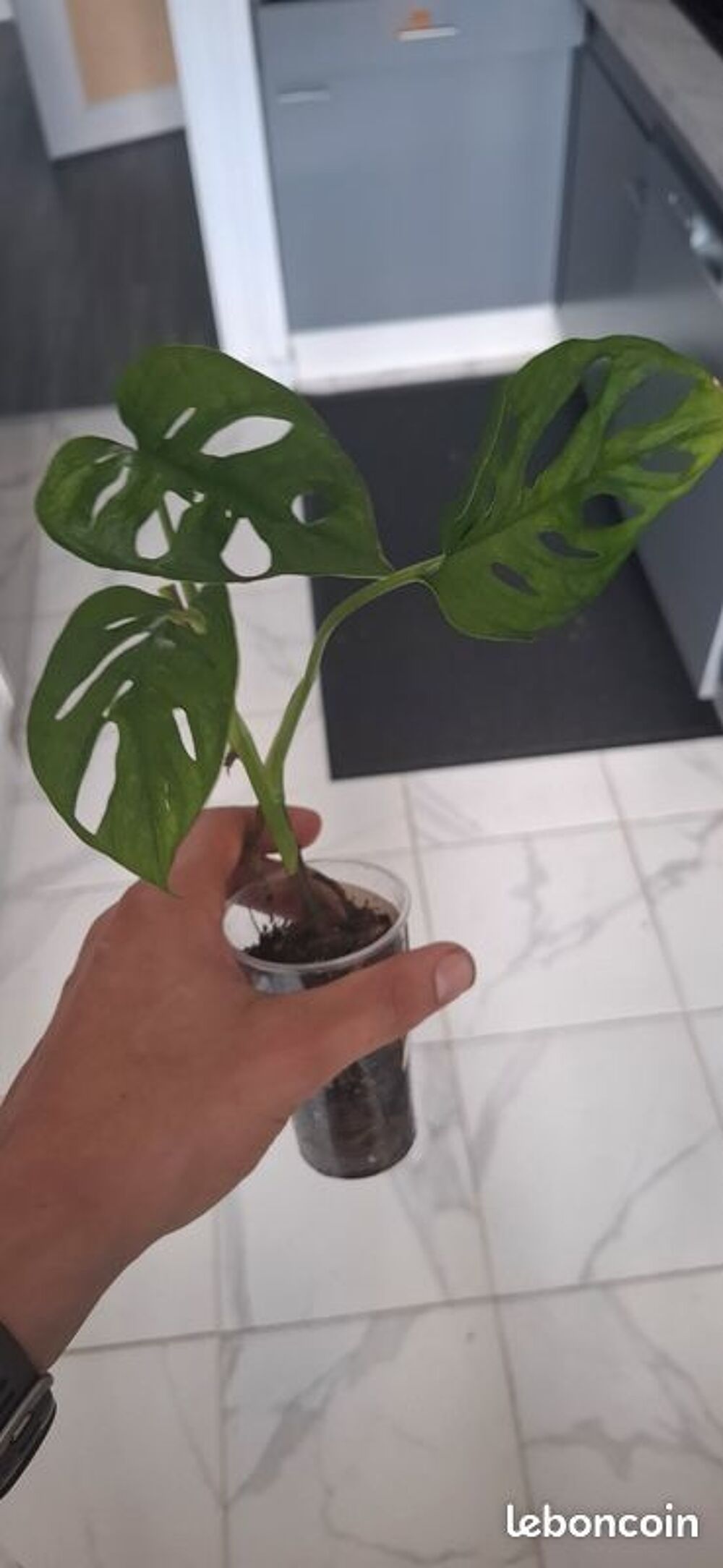 Monstera adansonii bouture 31 Décoration