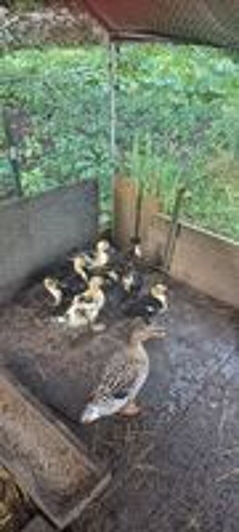   Donne bébé canard 