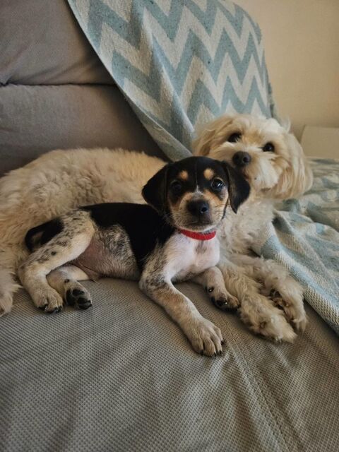 Tiago aux mille sourires 300 77000 Livry-sur-seine