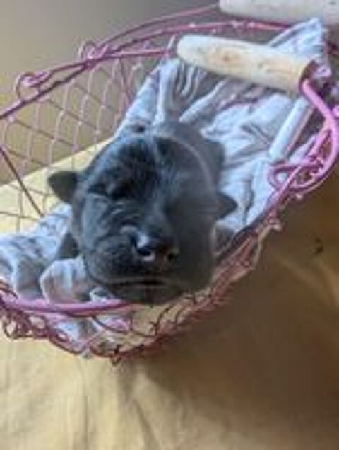   Chiot eurasier lof  