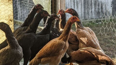 Poule de race shamo 45 81120 Ralmont