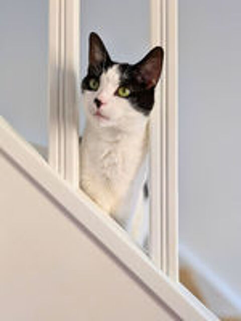   Cyb�le, femelle type Europ�en n�e en 2020 