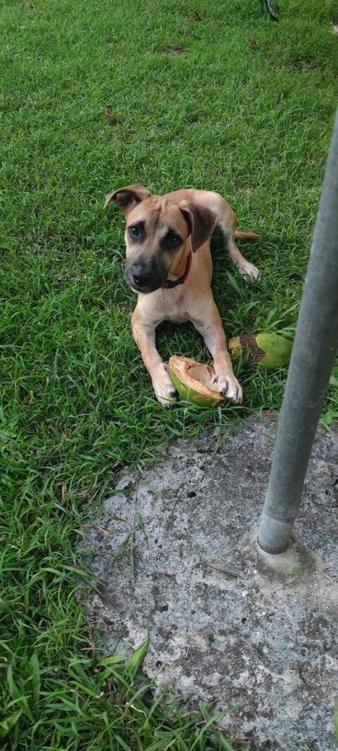 Anuka, femelle berger, n&eacute;e le 15/06/2025 🐶 300 49000 Angers