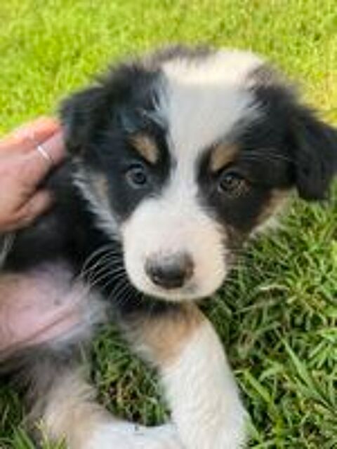   Chiot berger australien  