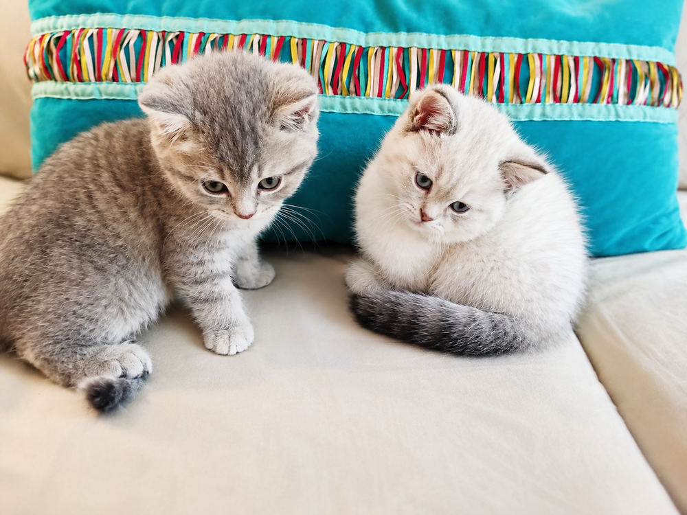   Chatons British 