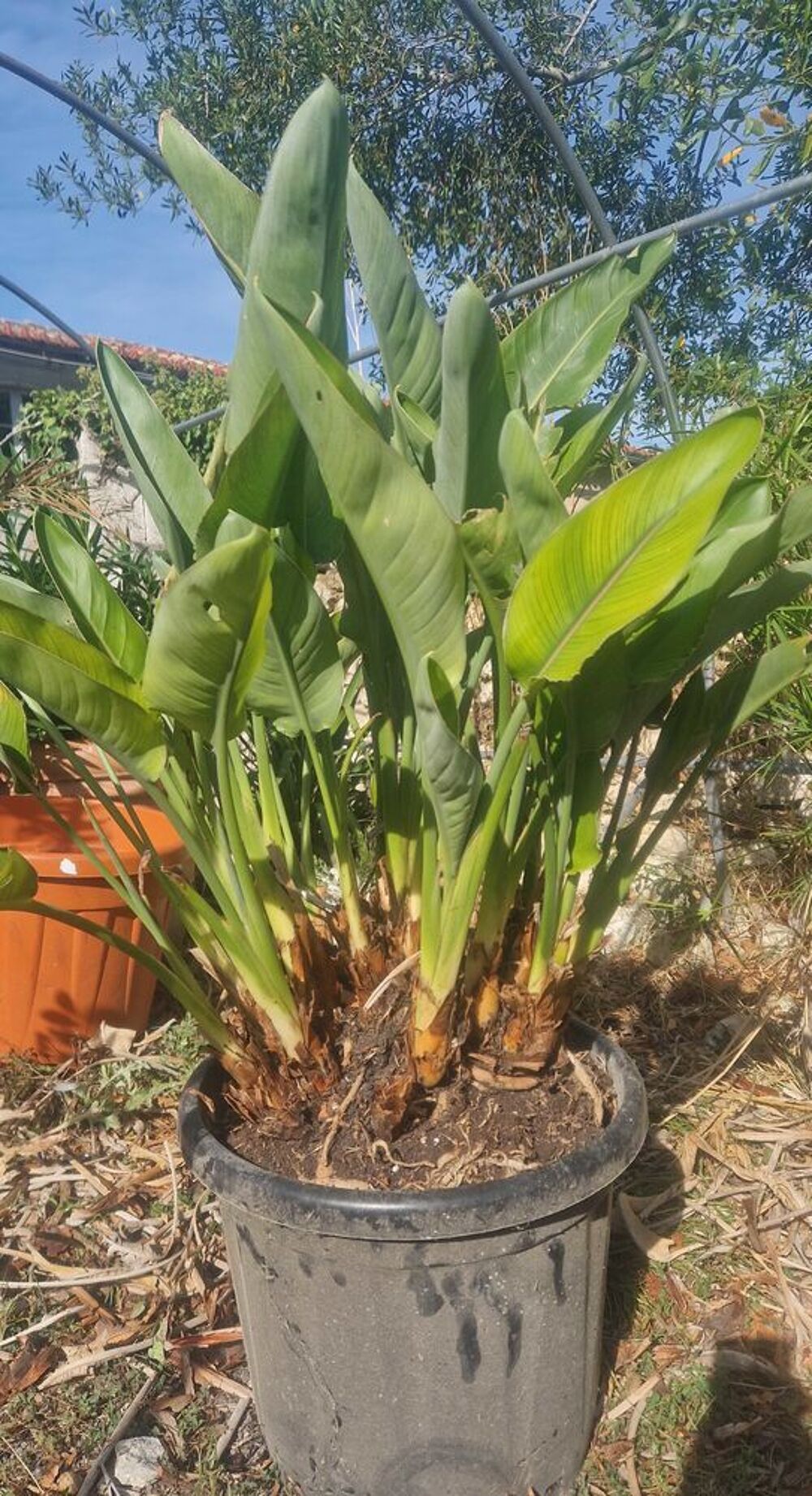 oiseau paradis strelizia Jardin