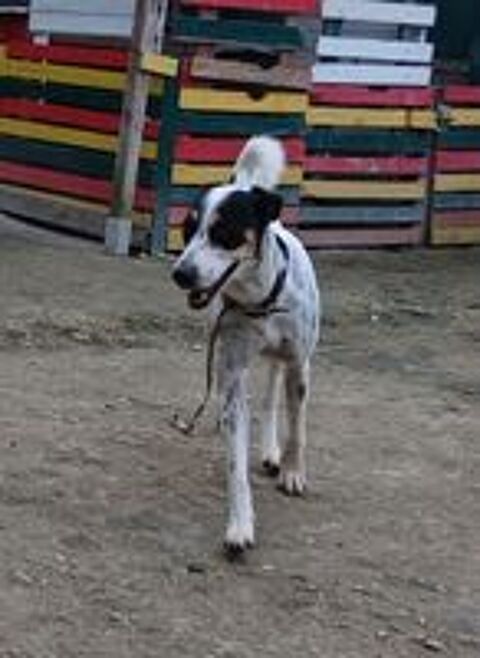   A ADOPTER DJANGO SE TROUVE DANS UN REFUGE EN GUADELOUPE 