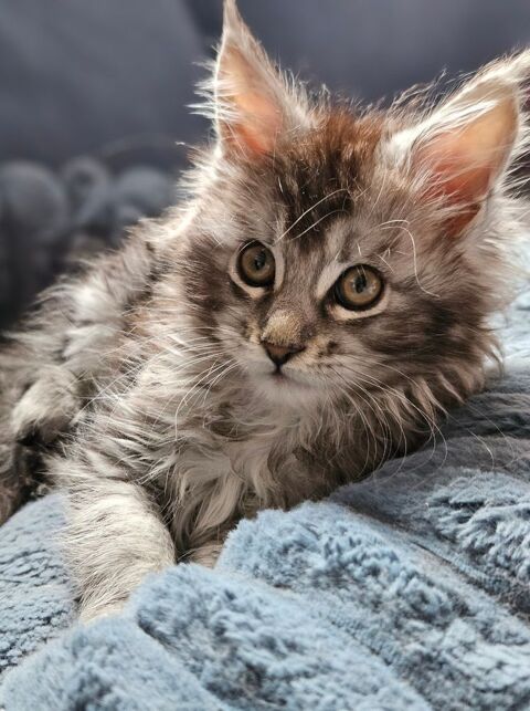 Chaton maine coon loof 1400 34220 Saint-pons-de-thomires