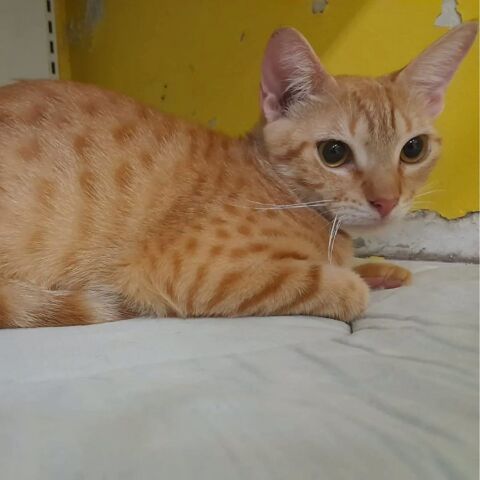 ✨️ DORY ✨️ 🐱 0 69001 Lyon