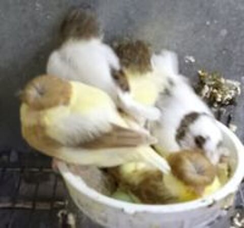   Canaris glosters  