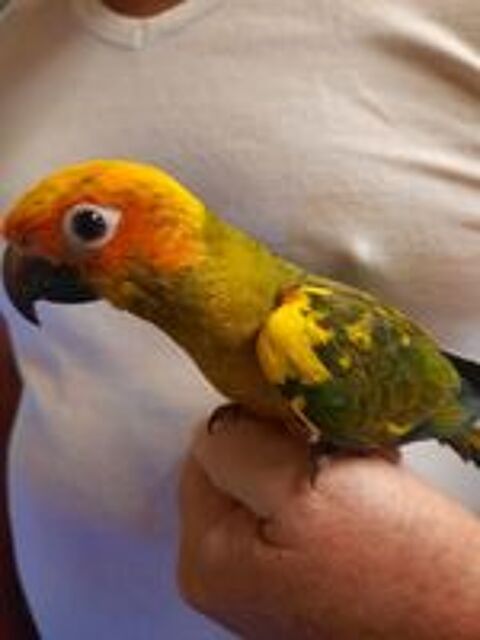   Conures Soleil EAM 