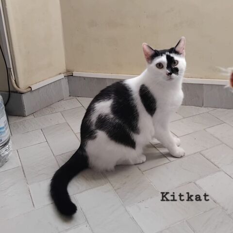 KITKAT 290 89320 Coulours