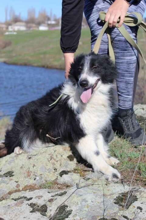 PUSHINKA SE TROUVE DANS UN REFUGE EN UKRAINE RESERVEE 0 75018 Paris