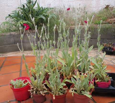 Coquelourde des Jardins en pots : Plantes Vivaces 3 La Fert�-Alais (91)