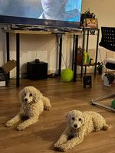   Caniche toy  