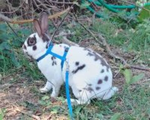  Lapin nain rex  