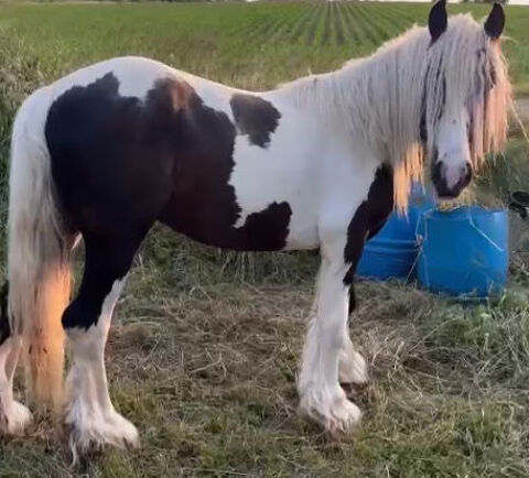 Irish Cob 3000 67320 Rauwiller