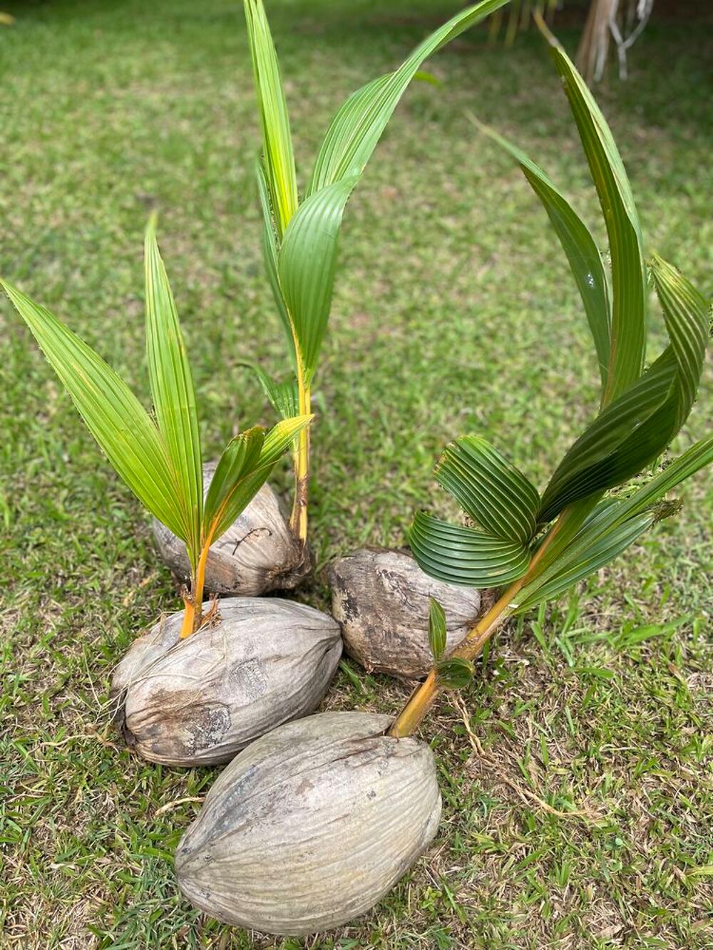 Plan coco nain Jardin