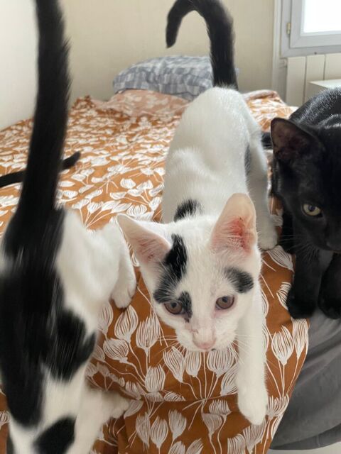 Chaton m&acirc;le &agrave; adopter 0 91600 Savigny-sur-orge
