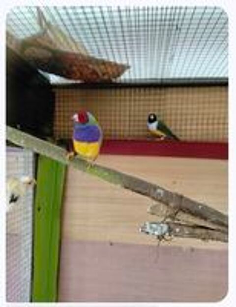   superbes Diamants de Gould mâles 