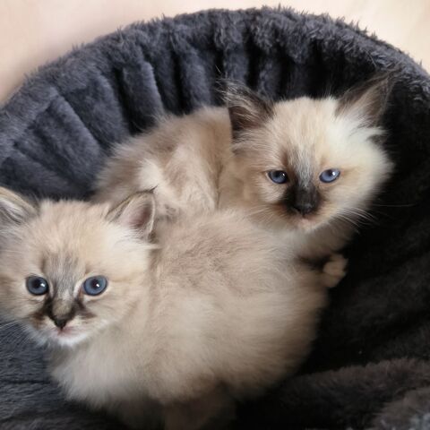 Chaton sacr&eacute; de Birmanie inscrit au loof 1200 54320 Maxéville