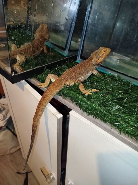 Pogona vitticeps adulte 50 57160 Moulins-ls-metz