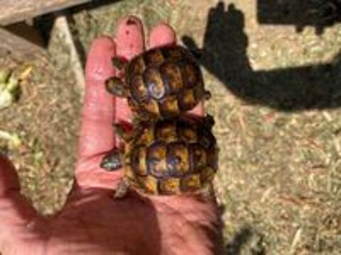   Tortues juvéniles  