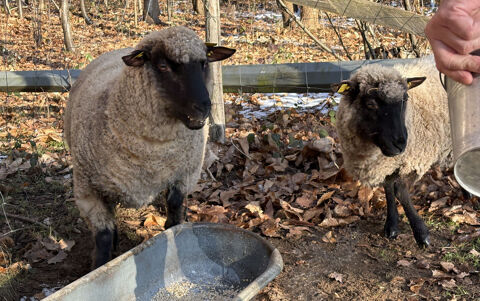 2 moutons SHROPSHIRE 300 72450 Montfort-le-gesnois