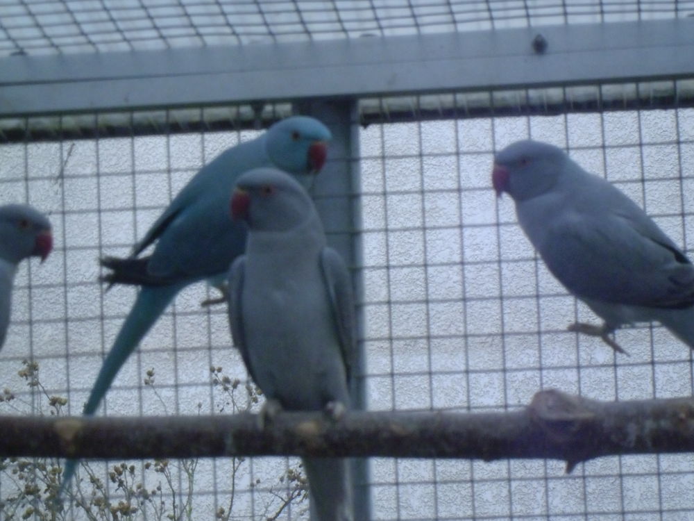   PERRUCHES A COLLIER OPALINE ET PORTEURS 