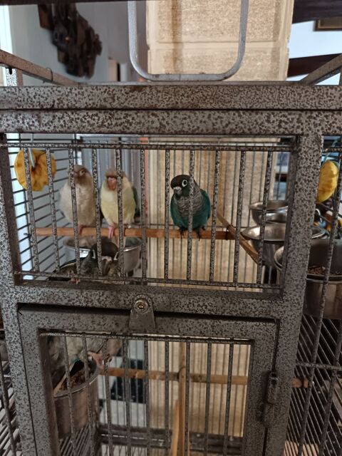 perruche Conure pyrrhura &eacute;lev&eacute; &agrave; la main 120 84320 Entraigues-sur-la-sorgue