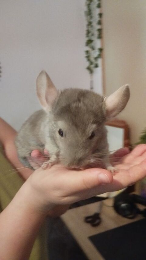 couple de chinchilla (2 frère) 520 45300 Engenville